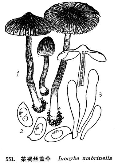 1. 子实体, 2. 孢子, 3. 褶缘囊体 1. 子实体, 2. 孢子, 3. 褶缘囊体