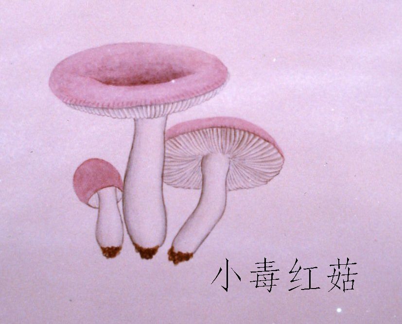 小毒红菇 小毒红菇