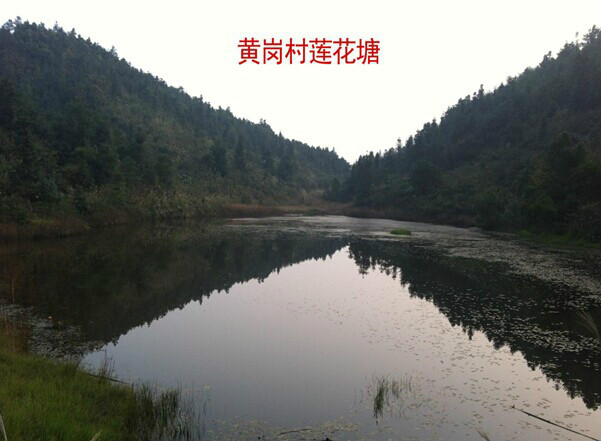 黄岗村(江西省﻿兴国县社富乡黄岗村)