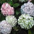 绣球花(绣球花)