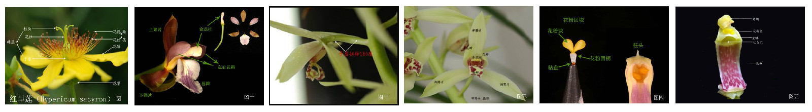 兰花的特殊构造 兰花的特殊构造