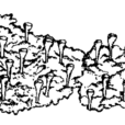 小喇叭(药材)