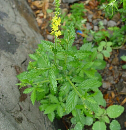 龙牙草根