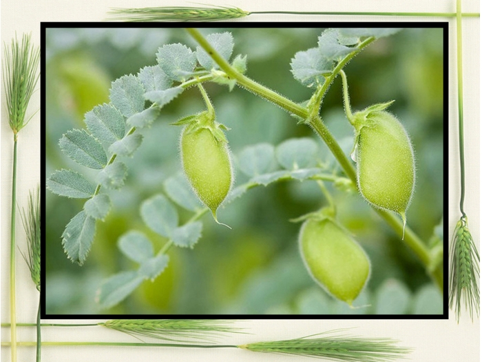 豆荚 豆荚