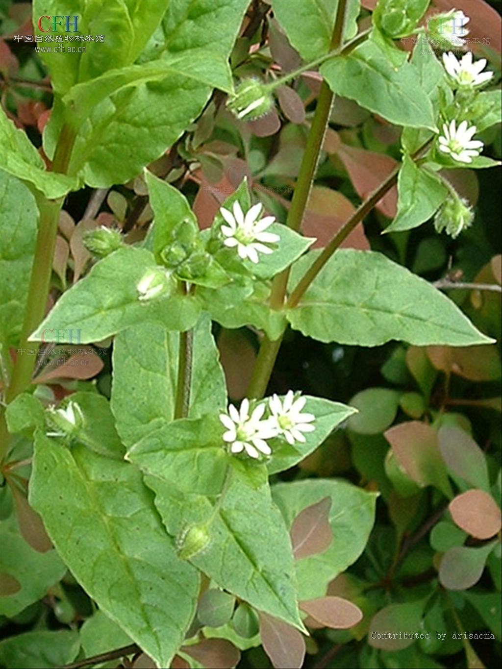 繁缕 繁缕