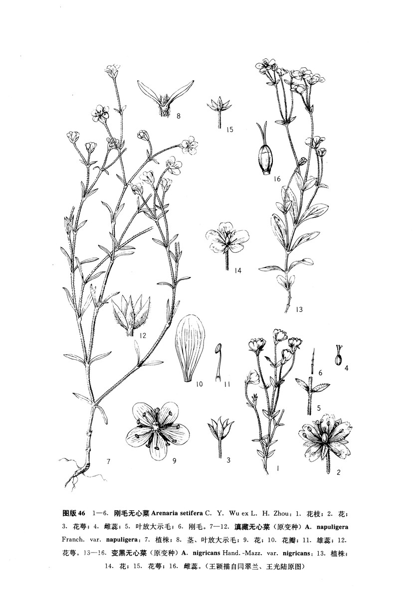 滇藏无心菜（原变种）