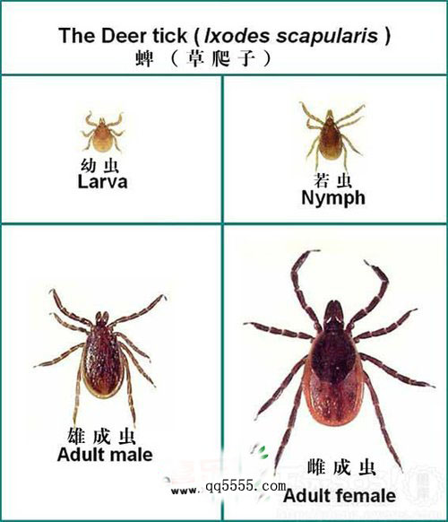 新型布尼亚病毒