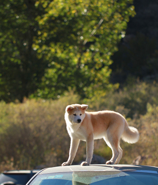 秋田犬会馆
