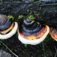 红缘层孔菌