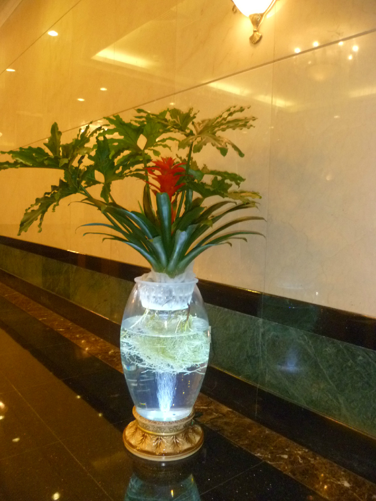 室内植物 室内植物