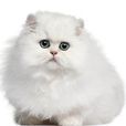 宠物猫