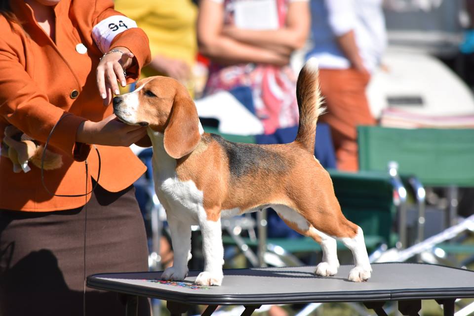 米格鲁猎兔犬 米格鲁猎兔犬