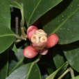 黑老虎(木兰目五味子科植物)