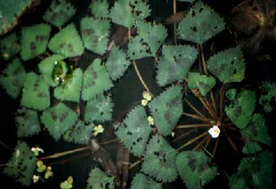 野生菱(Trapa incisa Sieb. Et Zucc.) 野生菱(Trapa incisa Sieb. Et Zucc.)