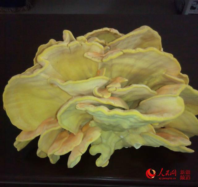柳树菇 柳树菇