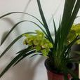 兰草(兰科、泽兰属​植物)