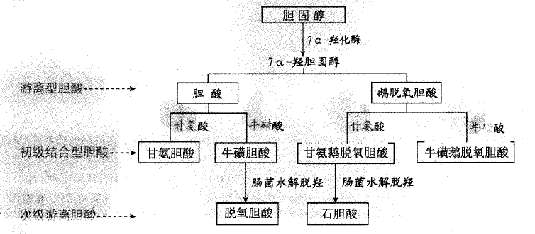 胆汁酸