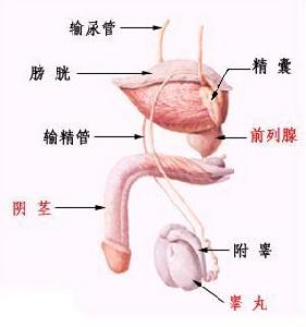 男性生殖器结构 男性生殖器结构