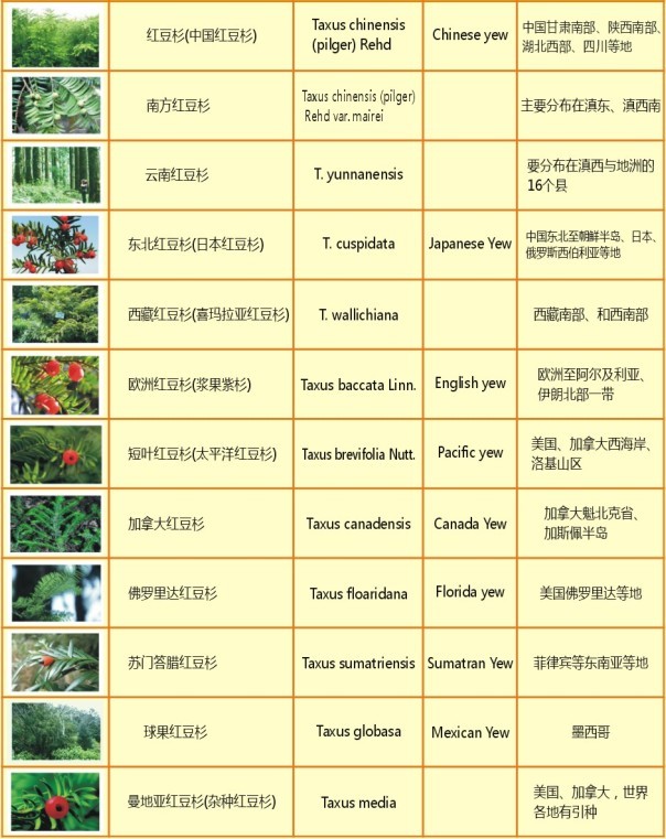 主要红豆杉种类 主要红豆杉种类