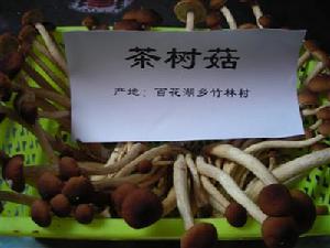 百花湖乡特产茶树菇 百花湖乡特产茶树菇