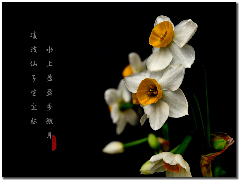 咏水仙 咏水仙