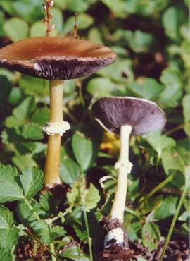 皱环球盖菇 皱环球盖菇