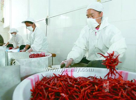 丘北县辣椒 丘北县辣椒