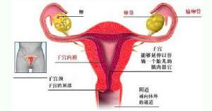 女性生殖器官结核 女性生殖器官结核