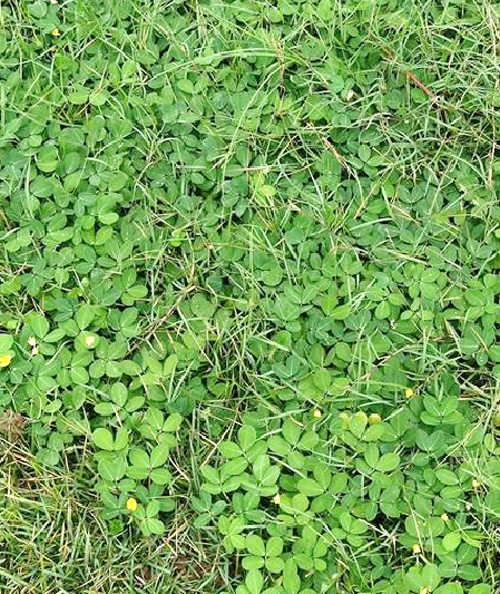 遍地黄金(豆科植物) 遍地黄金(豆科植物)