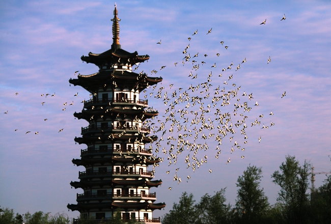 洋湖湿地公园 洋湖湿地公园