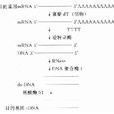 ds-cDNA