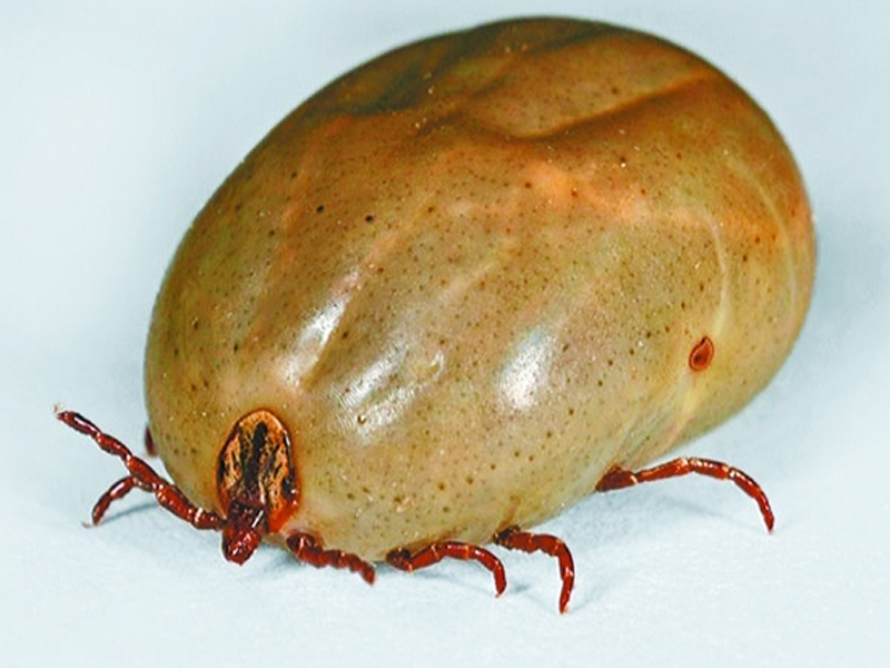 蜱虫 蜱虫