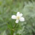 棉团铁线莲(毛茛科、铁线莲属植物)
