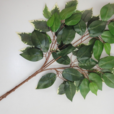 榕树叶(蔷薇目桑科植物)