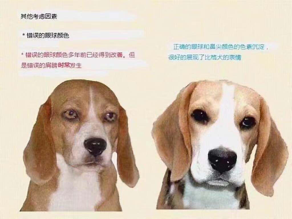 米格鲁猎兔犬(比格猎犬) 米格鲁猎兔犬(比格猎犬)