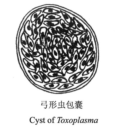 包囊(生物学科技名词)