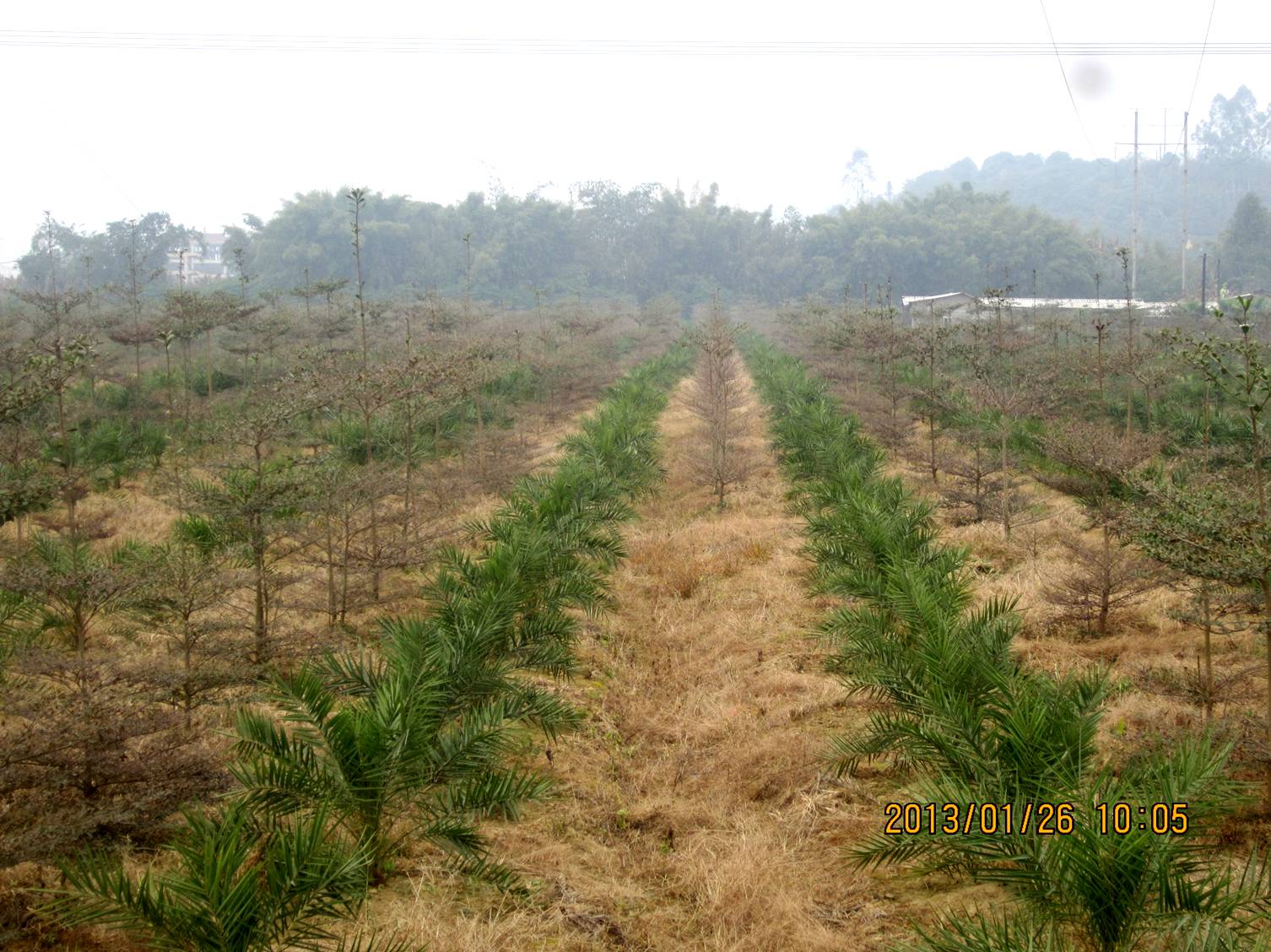 深圳市四季青园林花卉有限公司 深圳市四季青园林花卉有限公司