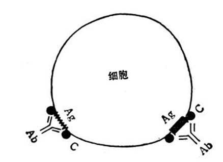 Ⅱ型变态反应示意图 Ⅱ型变态反应示意图