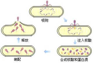 寄生原理 寄生原理