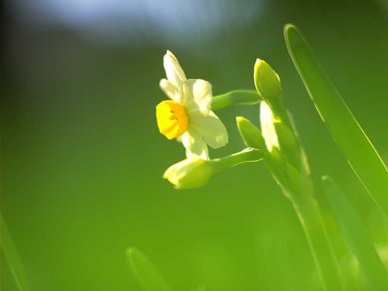 水仙花期 水仙花期