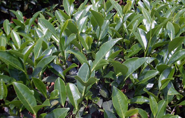 水仙茶 水仙茶