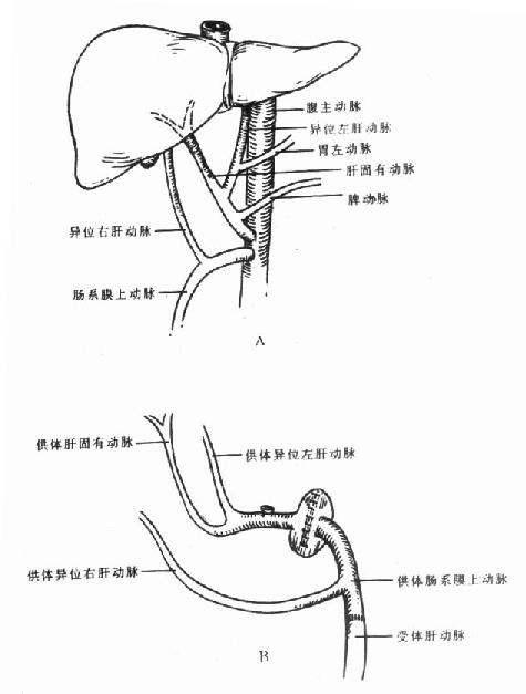 中心静脉压测定&amp 中心静脉压测定&amp