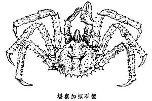 堪察加拟石蟹 堪察加拟石蟹