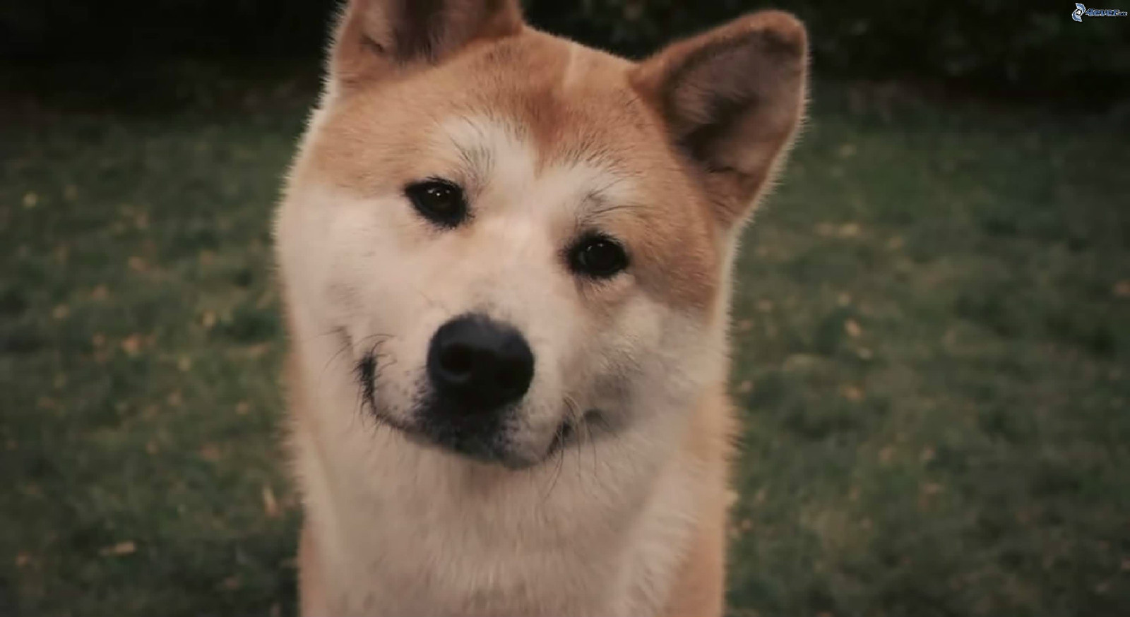 忠犬八公的故事 忠犬八公的故事