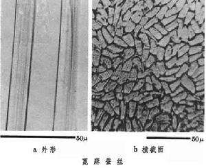 蓖麻蚕 蓖麻蚕