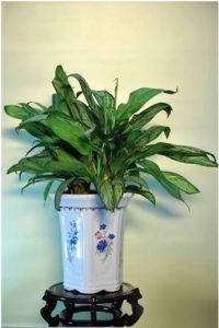 家居植物 家居植物