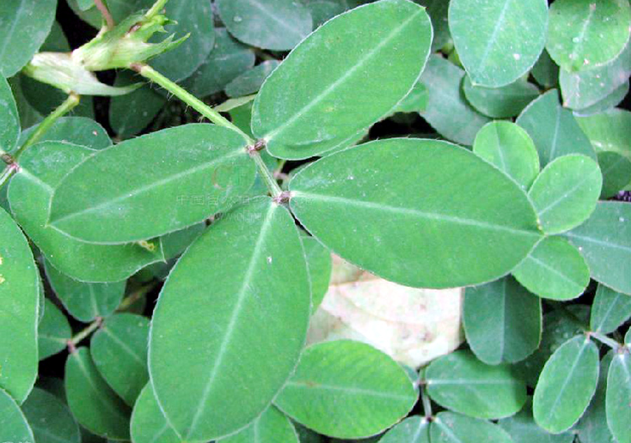 遍地黄金(豆科植物) 遍地黄金(豆科植物)