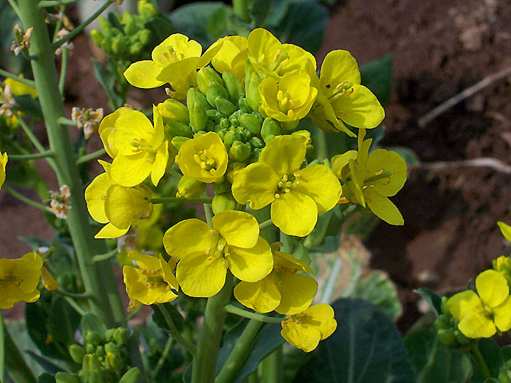 芸薹属 芸薹属