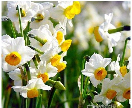 崇明水仙花 崇明水仙花