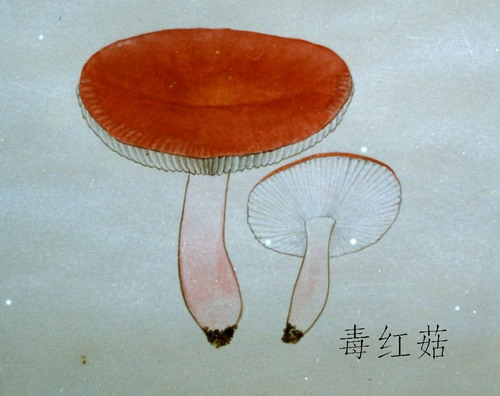 毒红菇 毒红菇